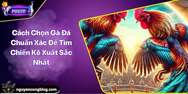 cách chọn gà đá