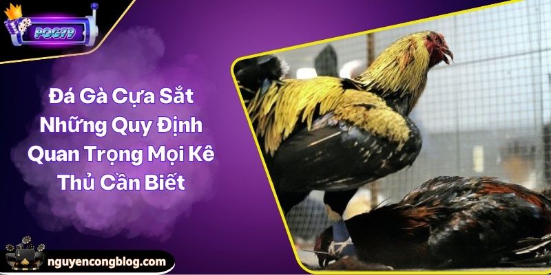 Đá gà cựa sắt