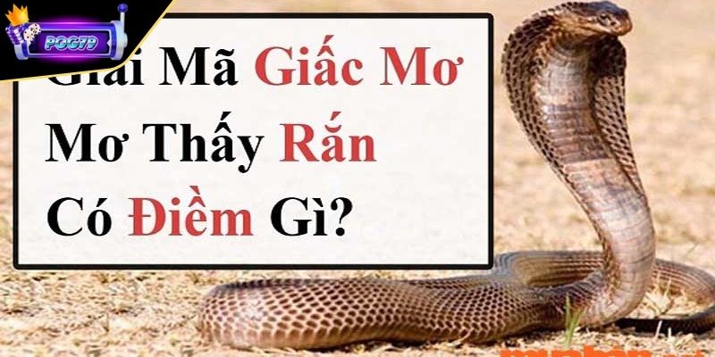 Nằm mơ thấy rắn ngầm cảnh báo điềm gì? Điềm tốt hay xấu?